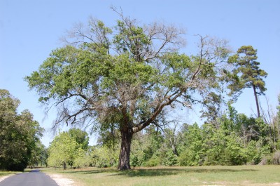Old oak tree dying