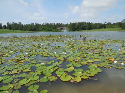 Residence from across the lake