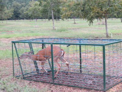 deer in hog trap