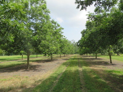 Pecan Orchard