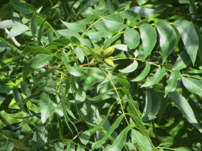 Pecans on Trees