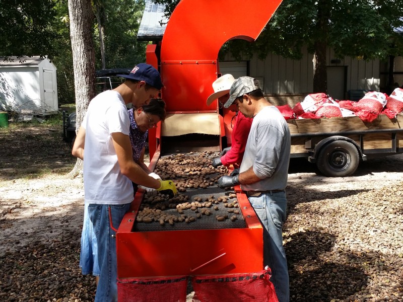 Cleaning Pecans