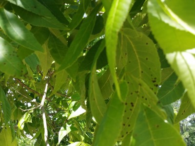 Scab on pecan leaves