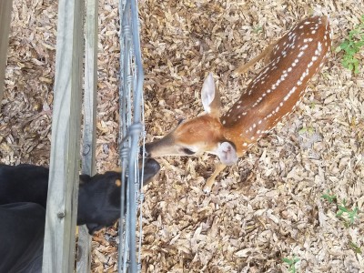 Sandy licking Bambi