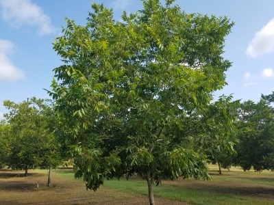 Typical pecan tree